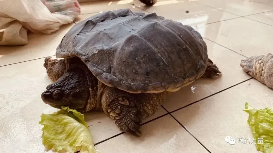 被林蓝交给林业局的鳄龟